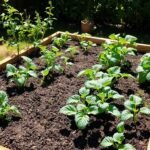 Best Vegetables for Beginners: Easy Wins in a Raised Bed