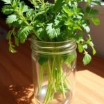 Mason Jar Herb Garden Indoor: Easy DIY for Kitchen Countertop Herbs