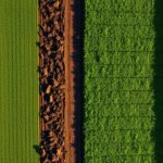 No-Till vs. Traditional Tilling: Which Method Is Right for Your Yard?