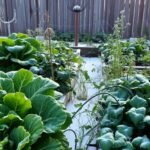 Caring for Perennial Vegetables in a No Till Winter Garden