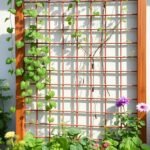 Raised Garden Bed with Trellis: Vertical Solutions for Vines and Climbers