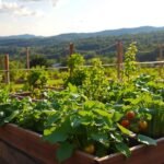 Transforming a Small Raised Bed Garden into a Thriving Vegetable Patch
